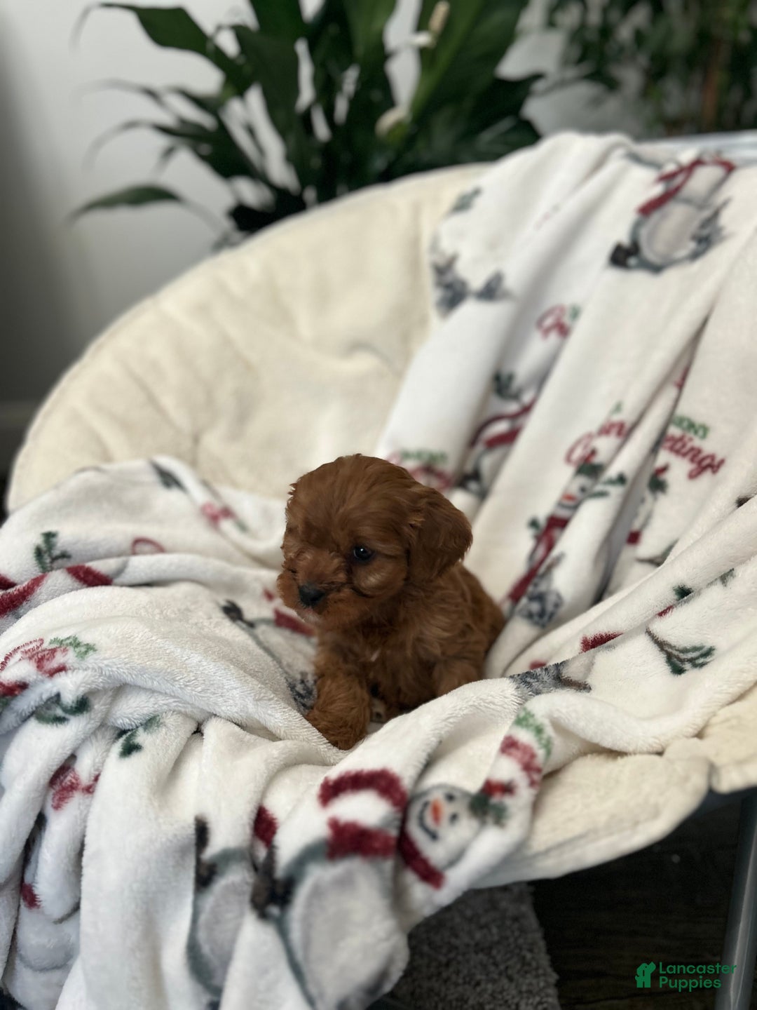 Cavapoo dogs for sale: Cavapoo Puppy 4 - Ad 2