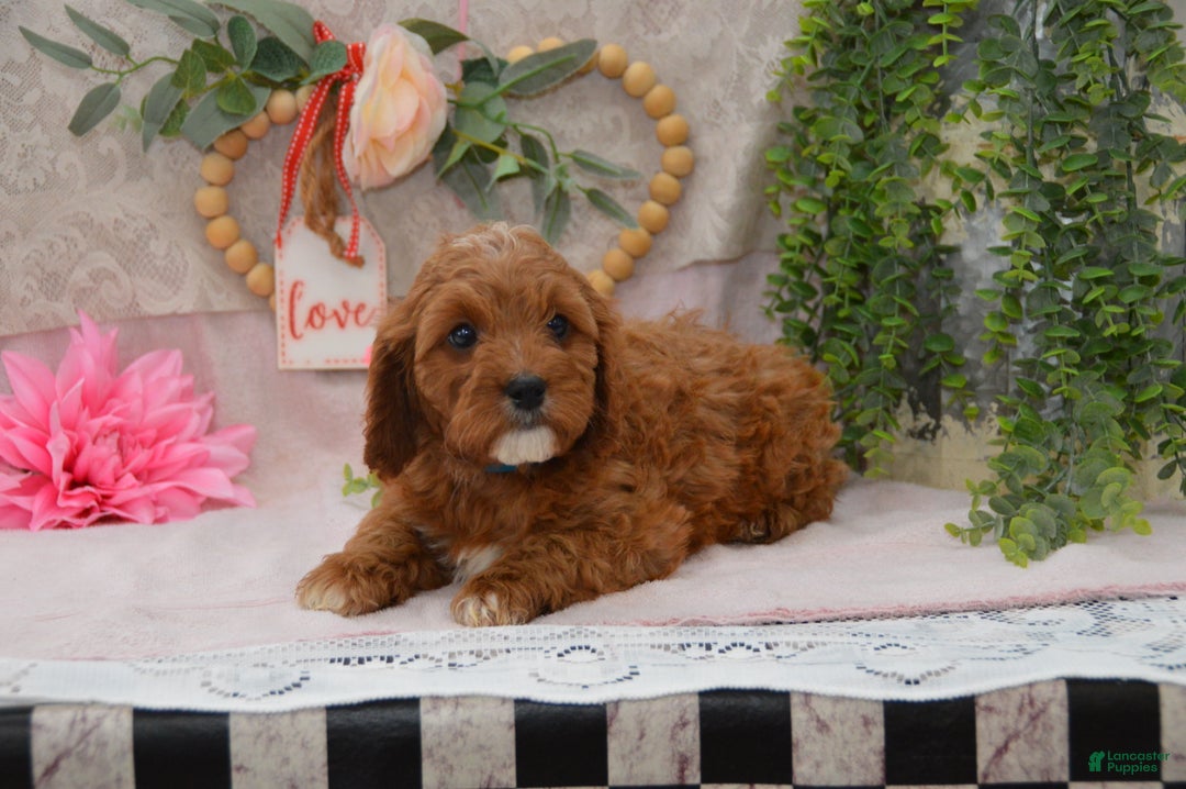 Cavapoo dogs for sale: Jerrick - Ad 2