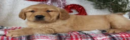 Golden Retriever dogs for sale: Freddy - Ad 2