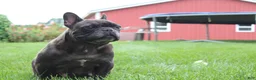 French Bulldog dogs for sale: Bramble - Ad 4