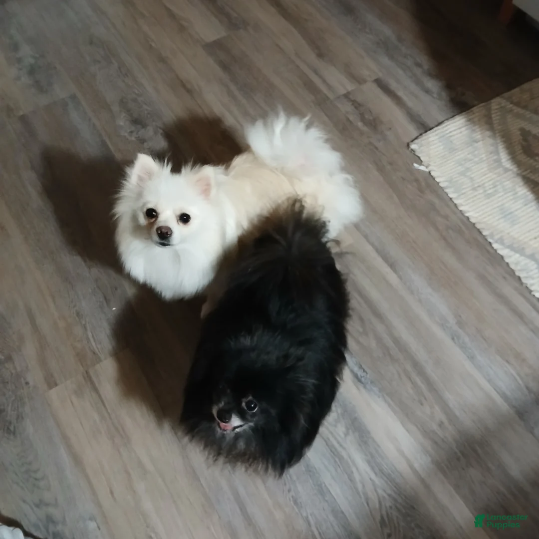 Pomeranian dogs for sale: Pomeranian Puppy 5 - Ad 2