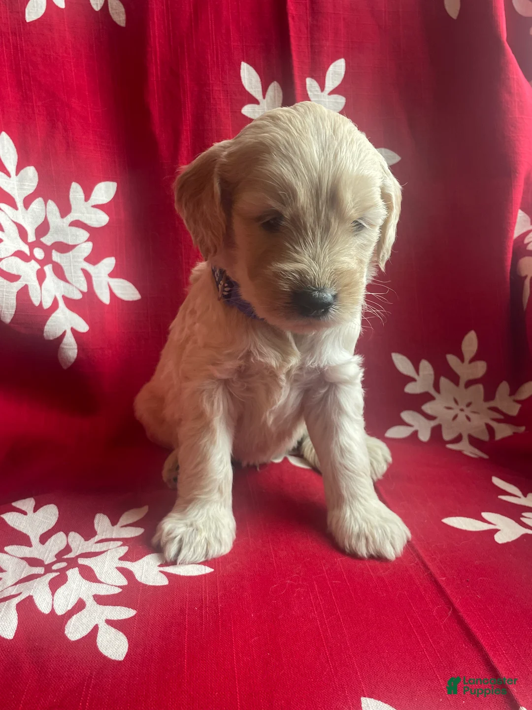 Goldendoodle dogs for sale: Goldendoodle Puppy 7 - Ad 3