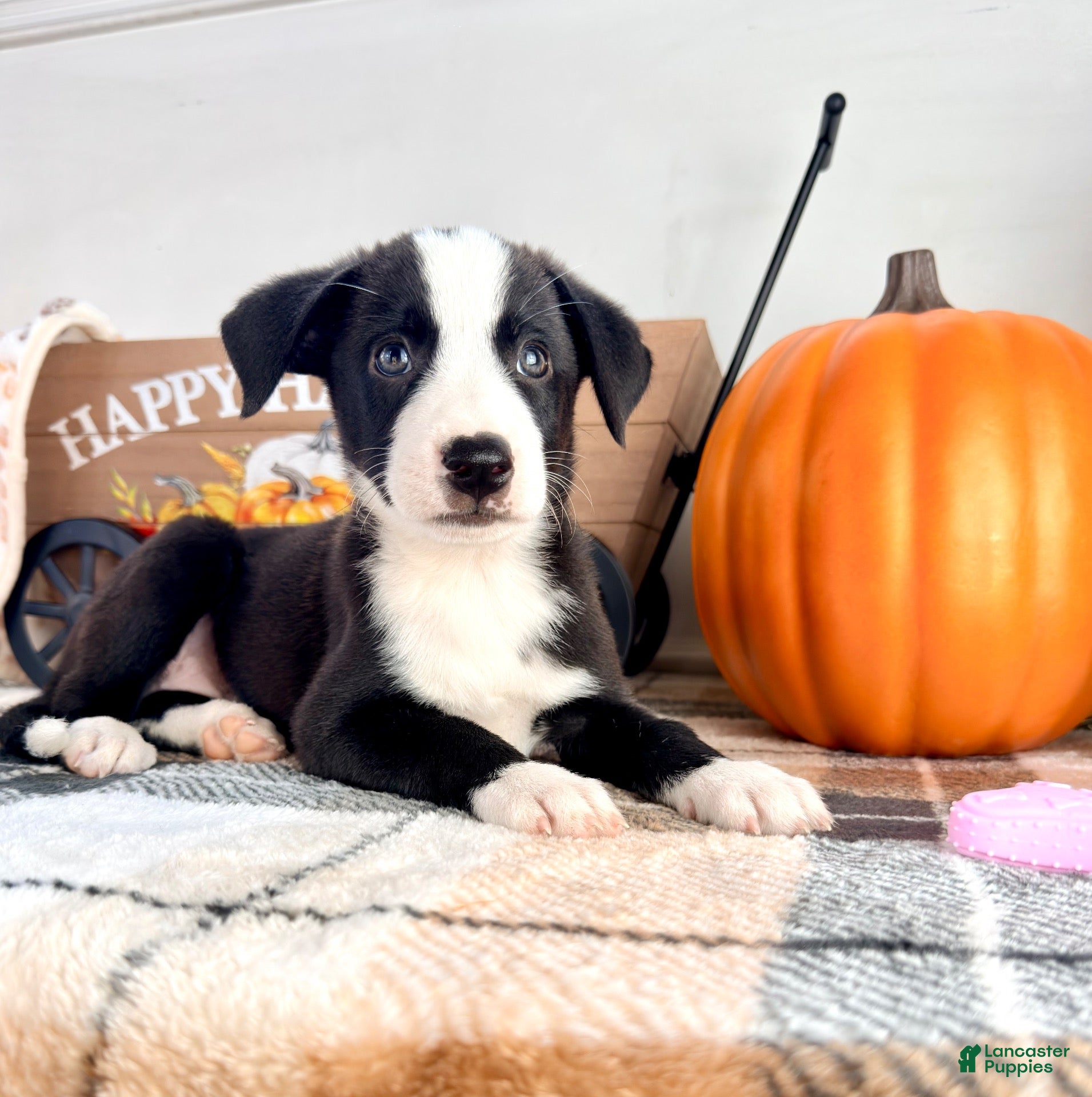 Border Collie dogs Autumn - Ad 42