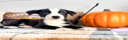 Border Collie dogs for sale: Autumn - Ad 1