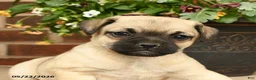 Jug dogs for sale: Blossom - Ad 3