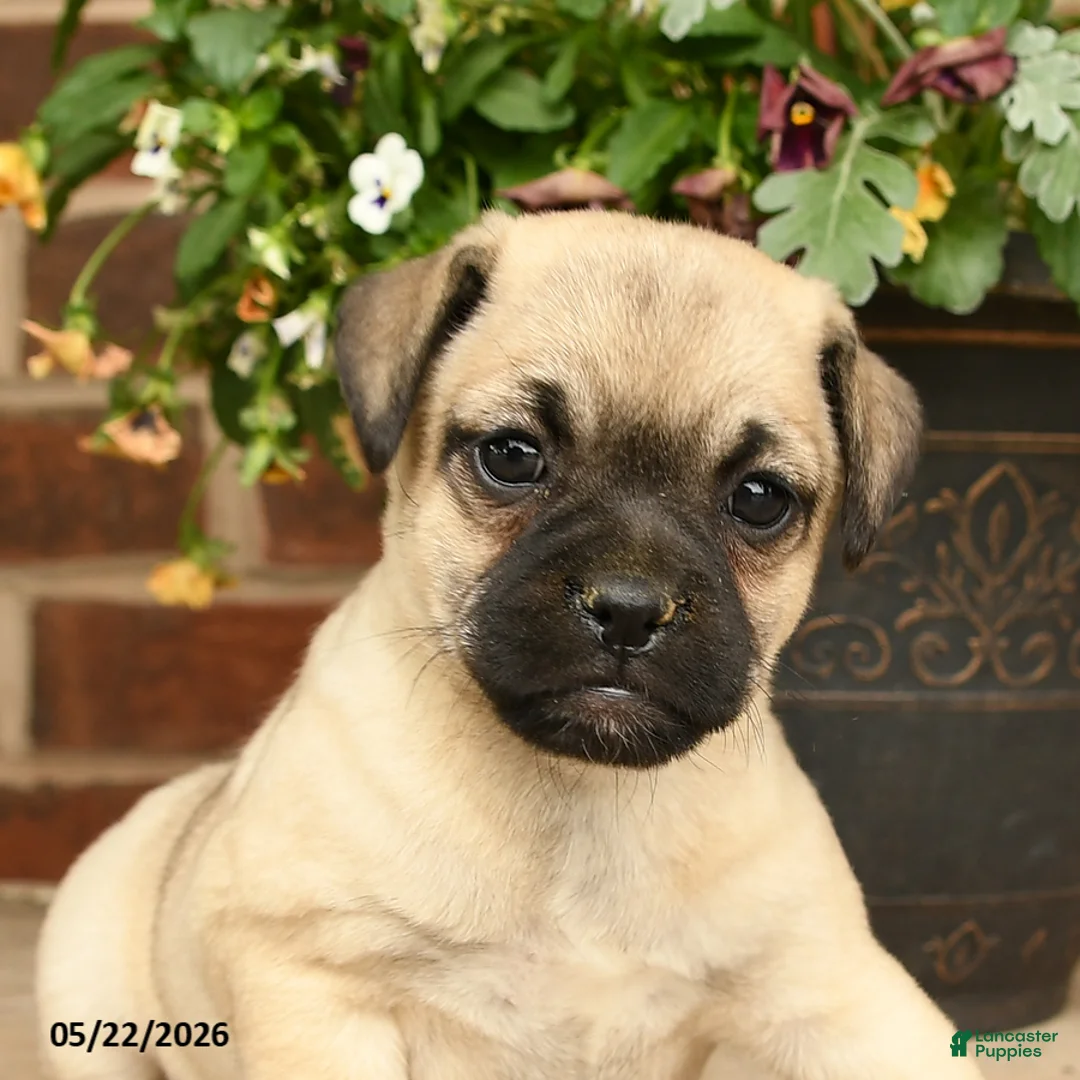 Jug dogs for sale: Blossom - Ad 3