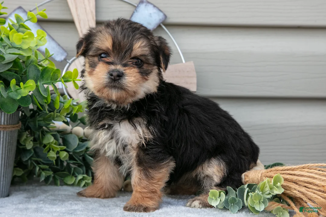 Yorkshire Terrier dogs for sale: Elsa - Ad 1
