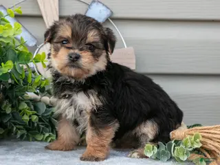 Yorkshire Terrier dogs for sale: Elsa - Ad 1