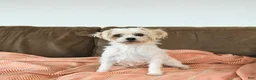 Mixed Breed dogs for sale: Koby - Ad 6