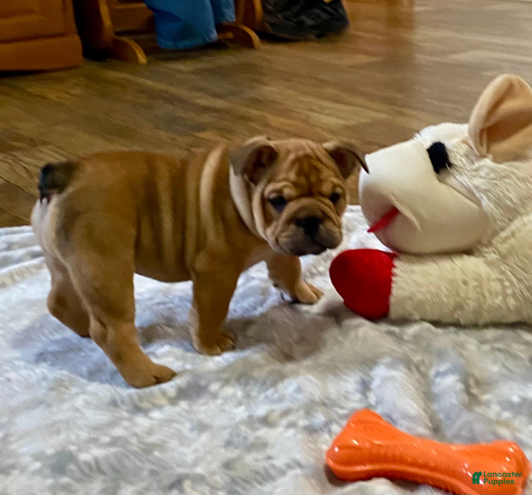 English Bulldog dogs Red Rose - Ad 1