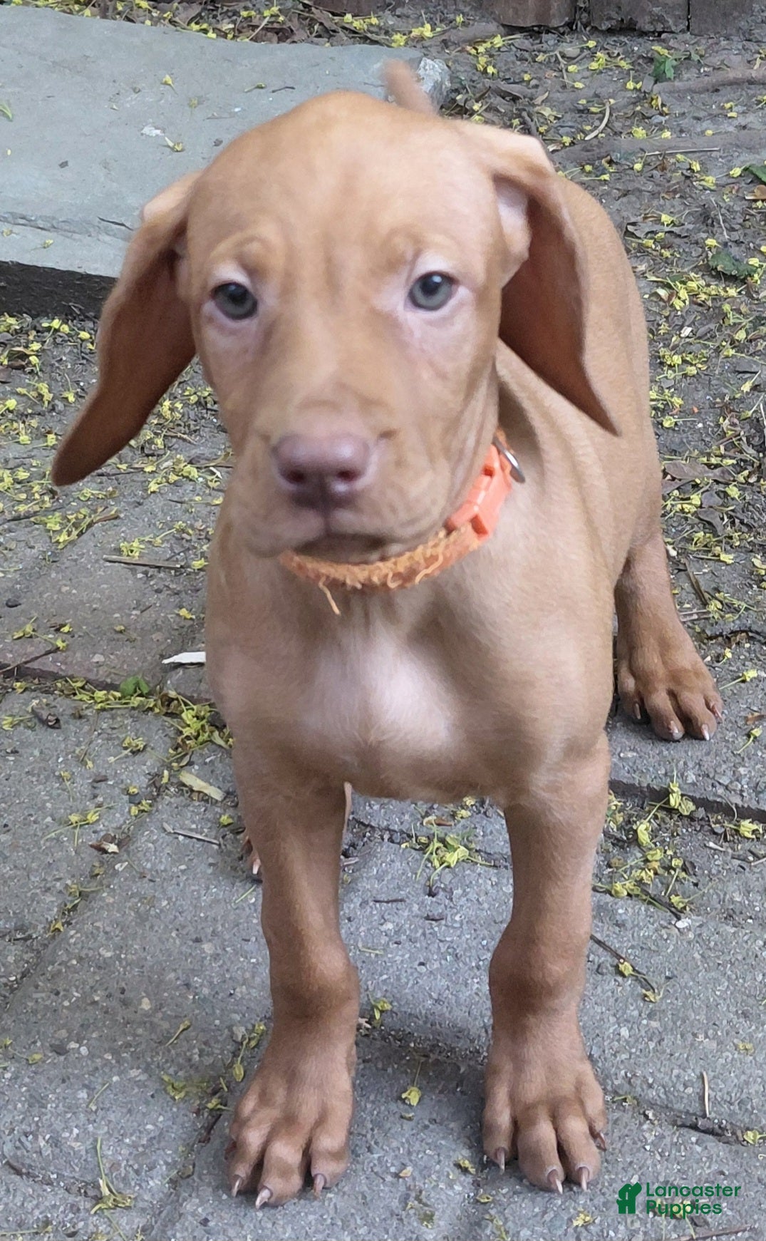 Vizsla dogs Orange Collar - Ad 4