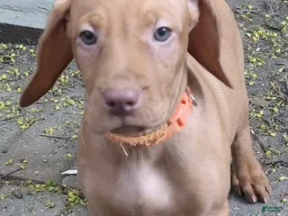Vizsla dogs Orange Collar - Ad 8