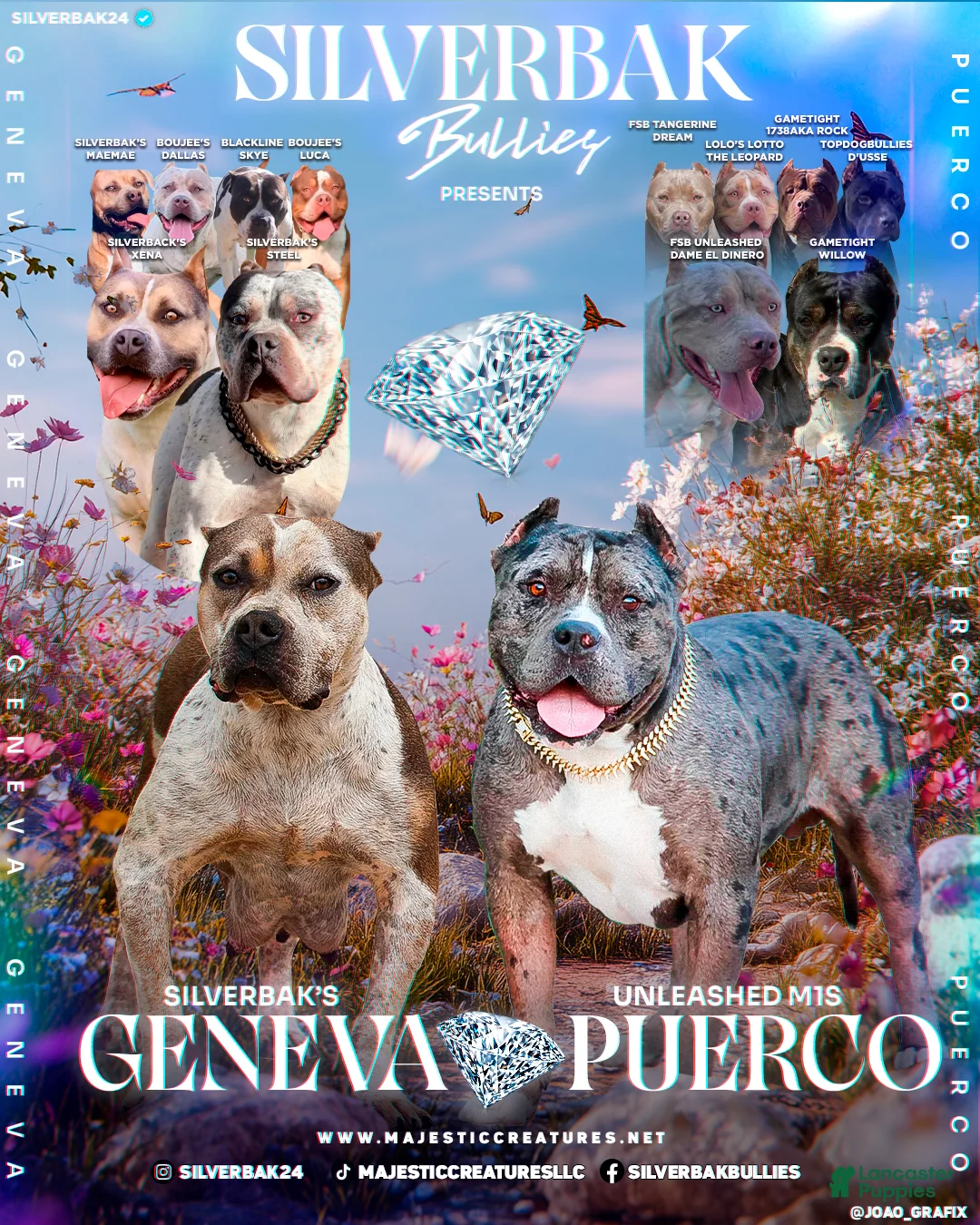 American Bully dogs for sale: Azalea - XL - ABKC - Ad 2