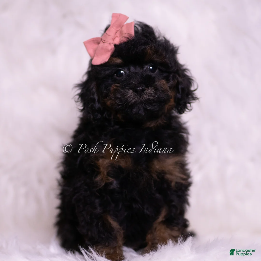 Toy Poodle dogs for sale: Glamour - Ad 5