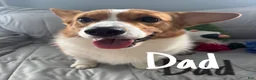 Welsh Corgi Pembroke dogs for sale: Malibu  - Ad 5