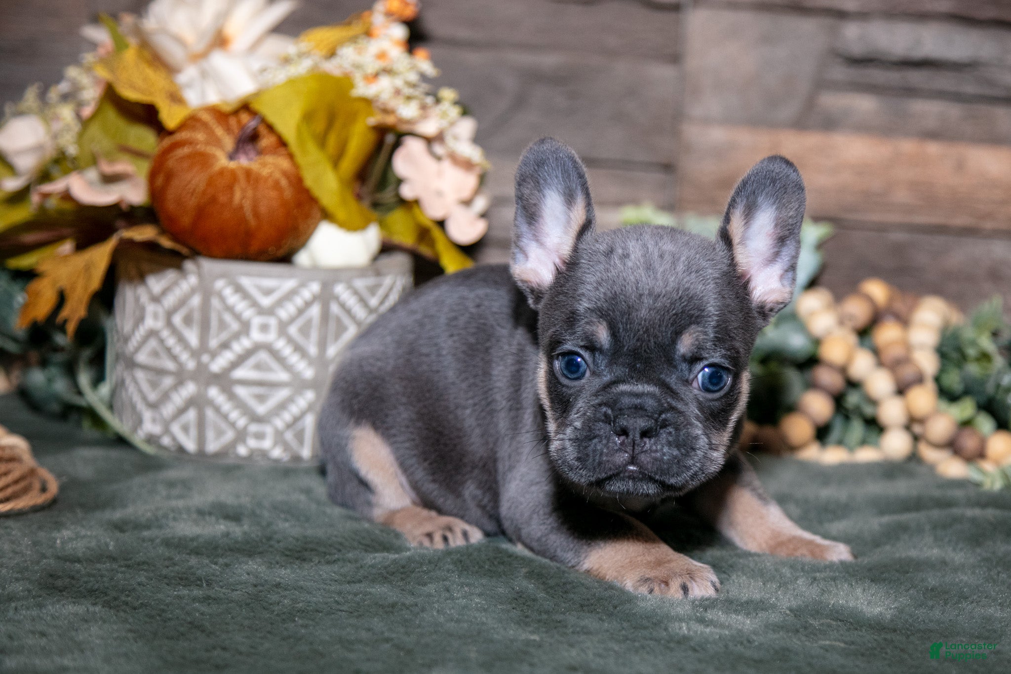 Brutus