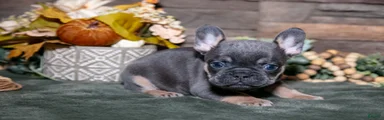 Brutus
