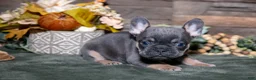 French Bulldog dogs for sale: Brutus - Ad 1