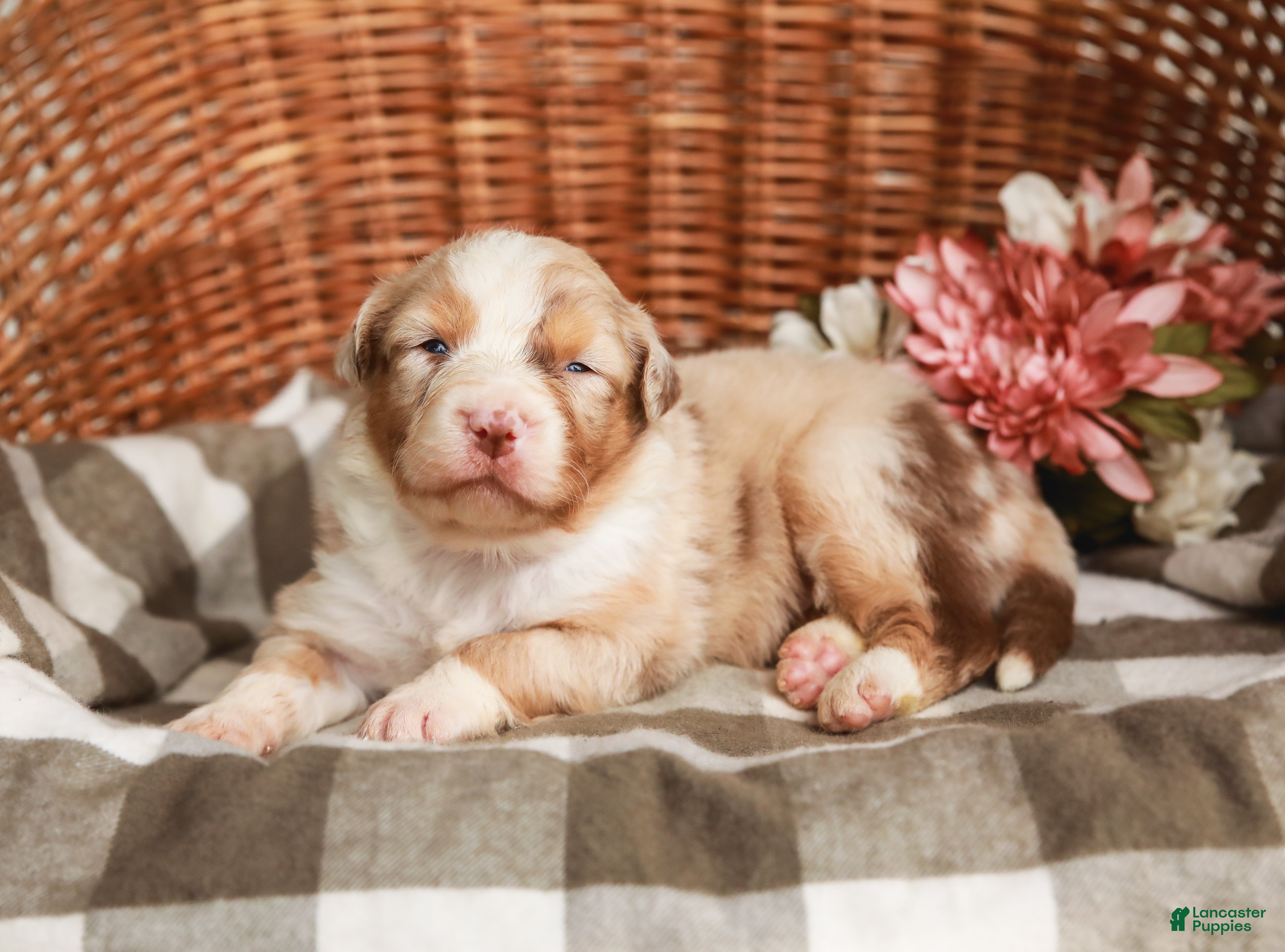 Australian Shepherd dogs Cassie - Ad 1