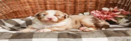 Australian Shepherd dogs for sale: Cassie - Ad 1