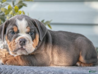 Mixed Breed dogs - Ad 3