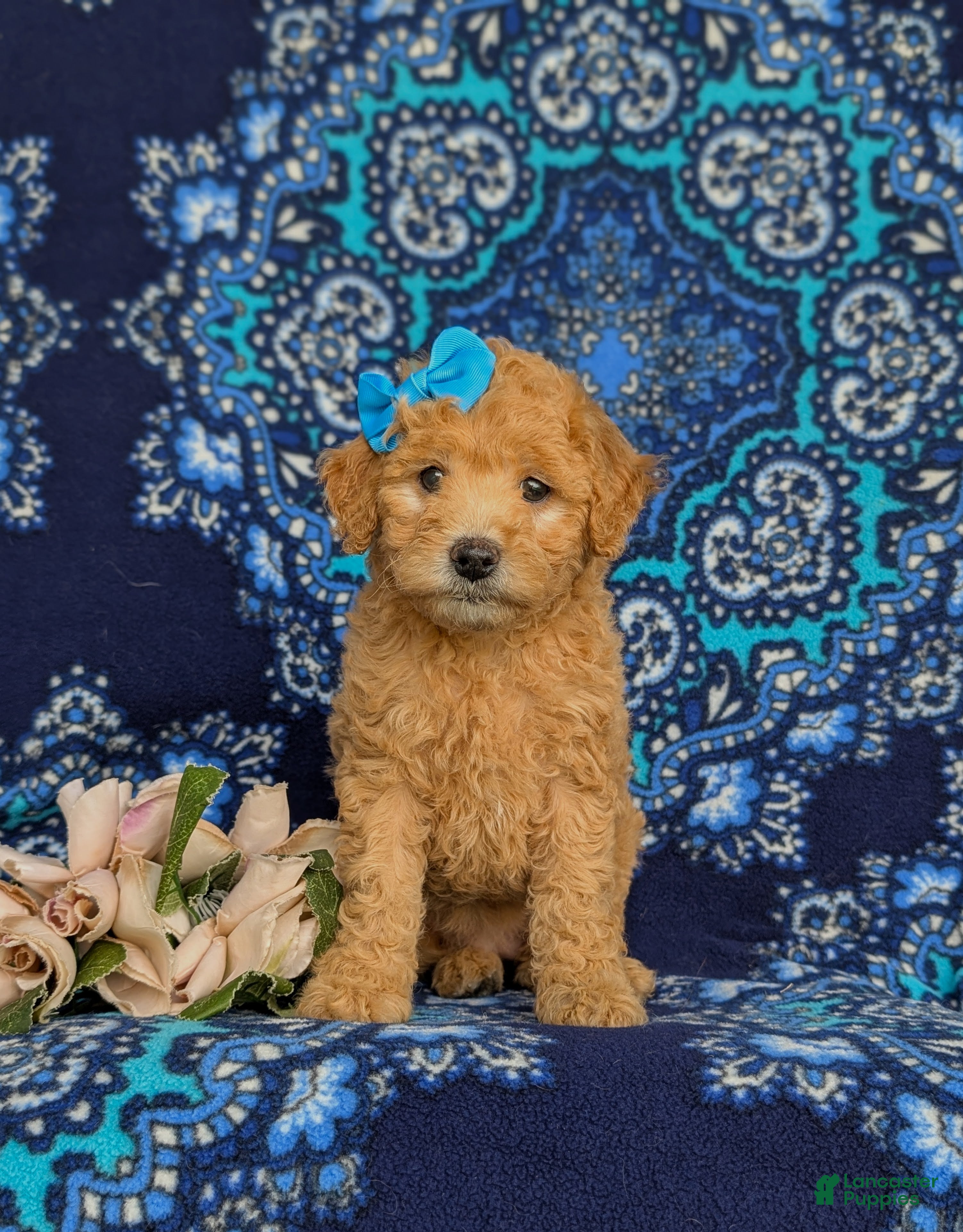 Miniature Labradoodle dogs Mollie Hypoallergenic - Ad 2
