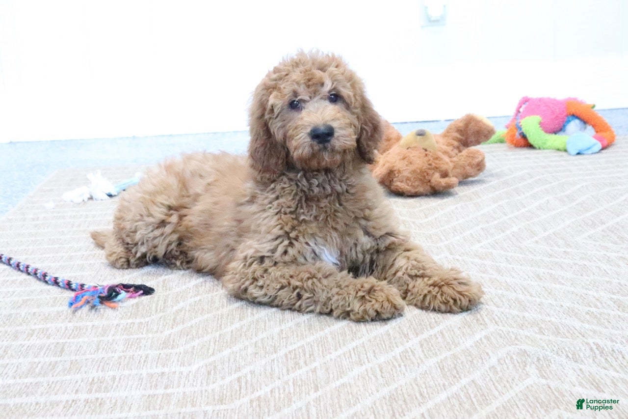 Mini Goldendoodle dogs Frisky - Ad 2