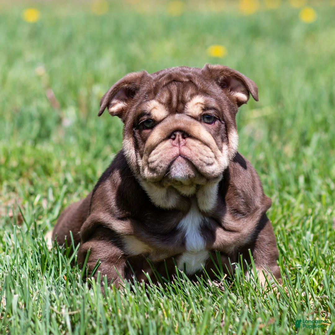 English Bulldog dogs for sale: Sable Manroe English Bulldog Puppy  - Ad 2