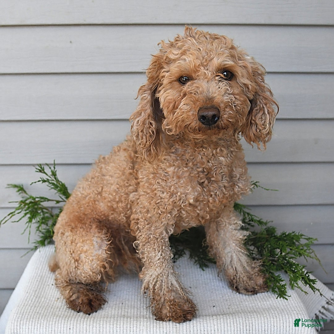 Havapoo dogs for sale: Shadow - Ad 7