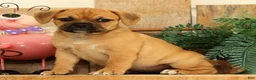 Puggle dogs for sale: Atlanta - Ad 5