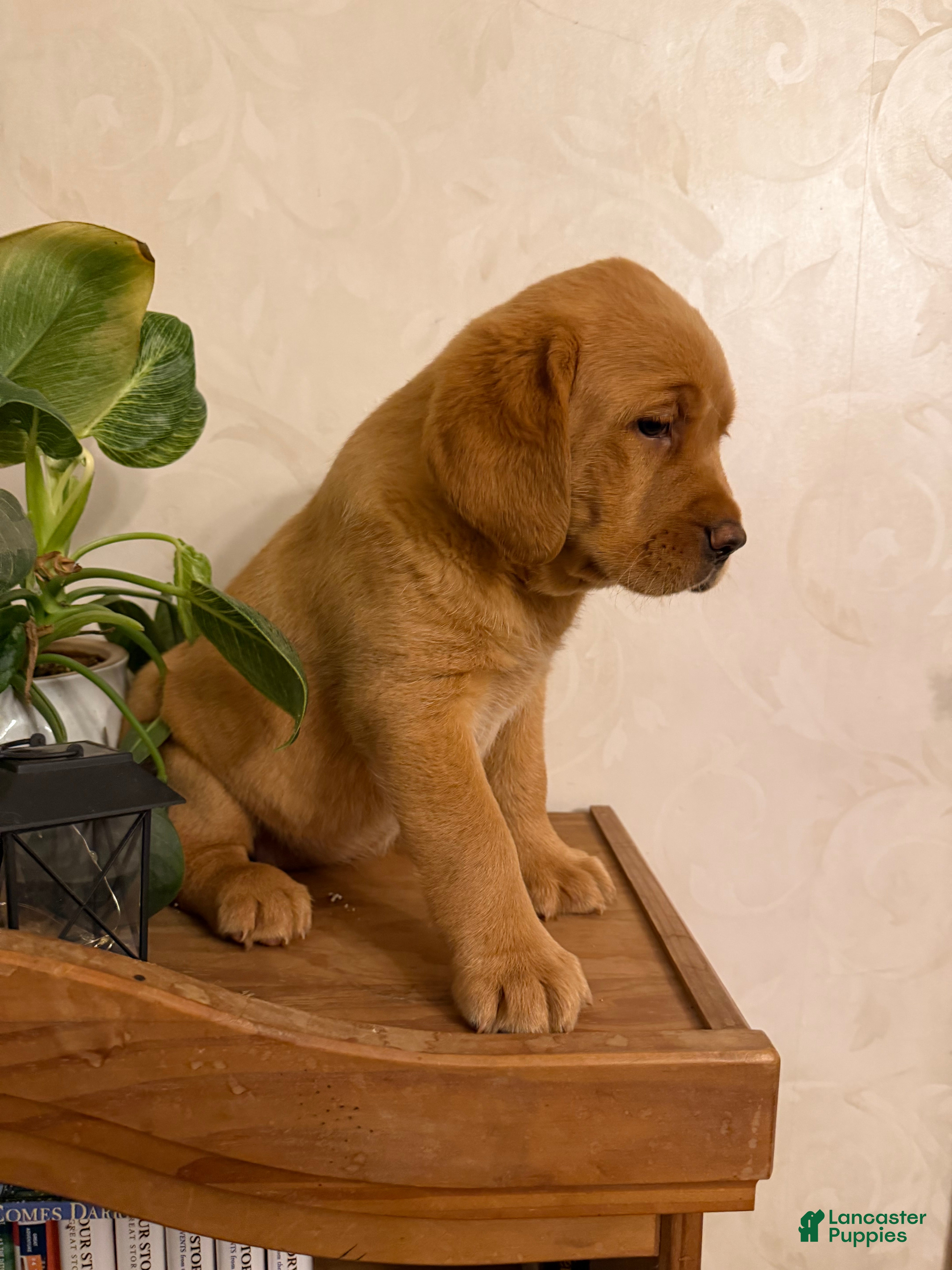 Labrador Retriever dogs Mandy - Ad 2