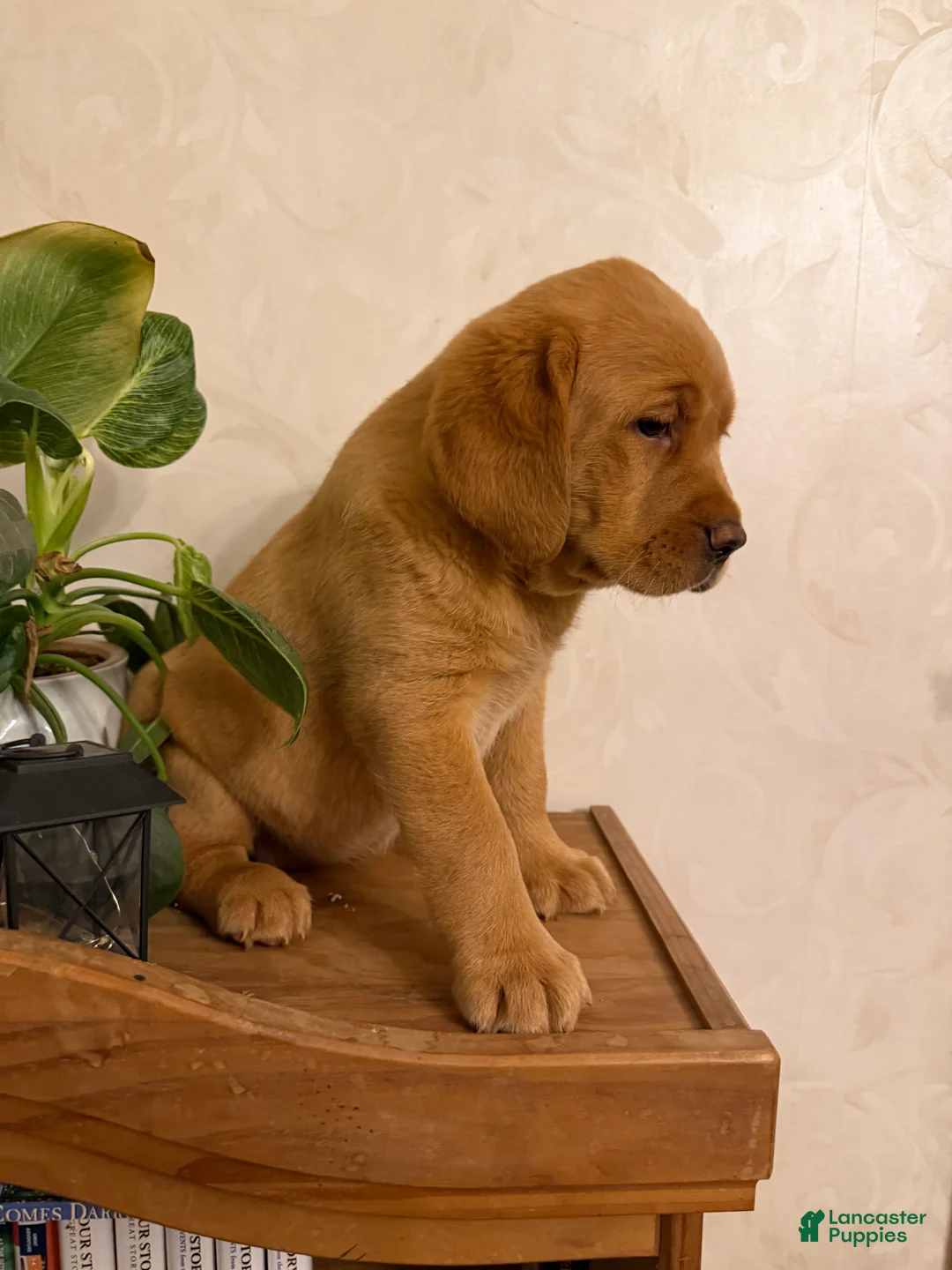 Labrador Retriever dogs for sale: Mandy - Ad 2