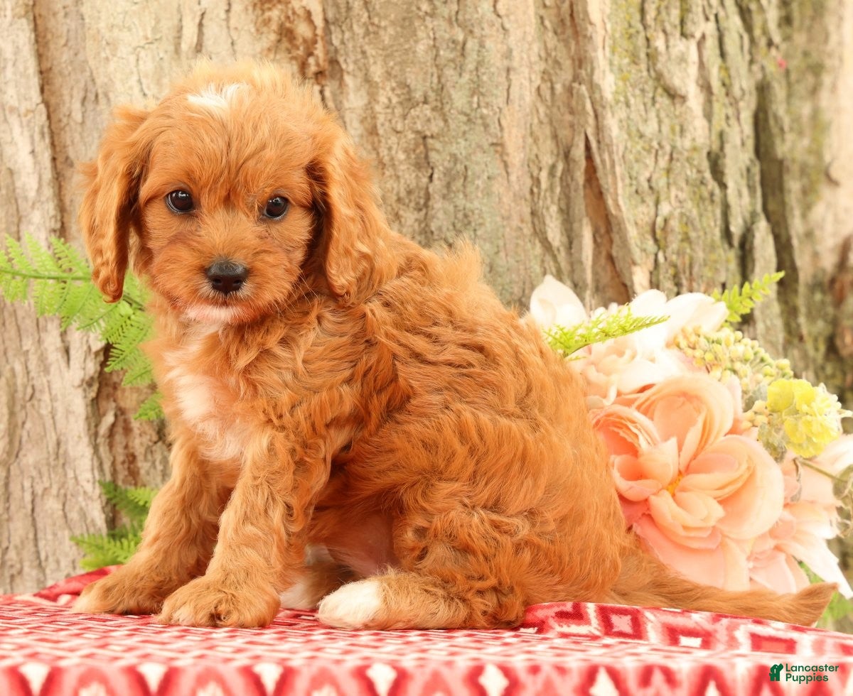 Cavapoo dogs Jenny - Ad 2