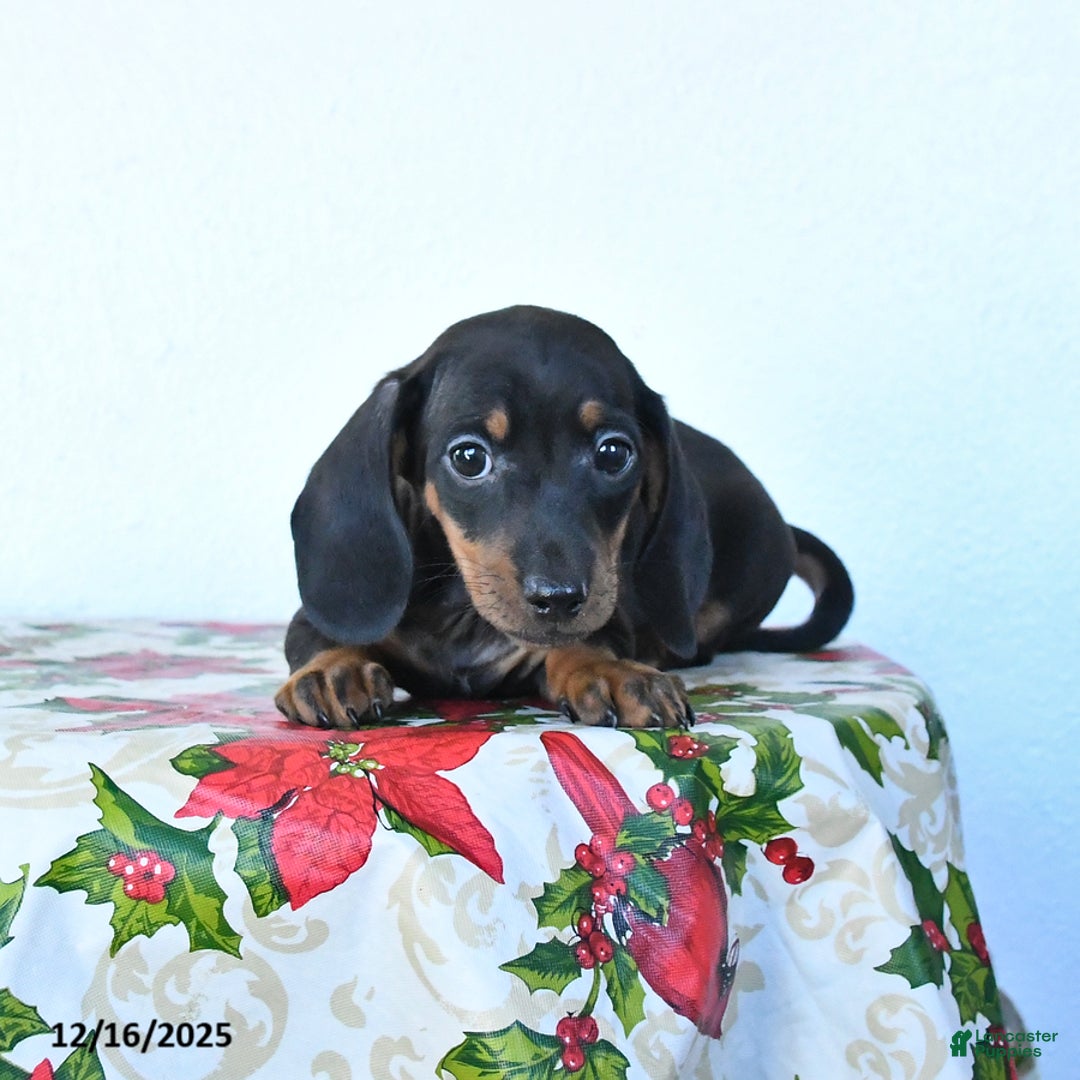 Miniature Dachshund dogs for sale: Scamper - Ad 2