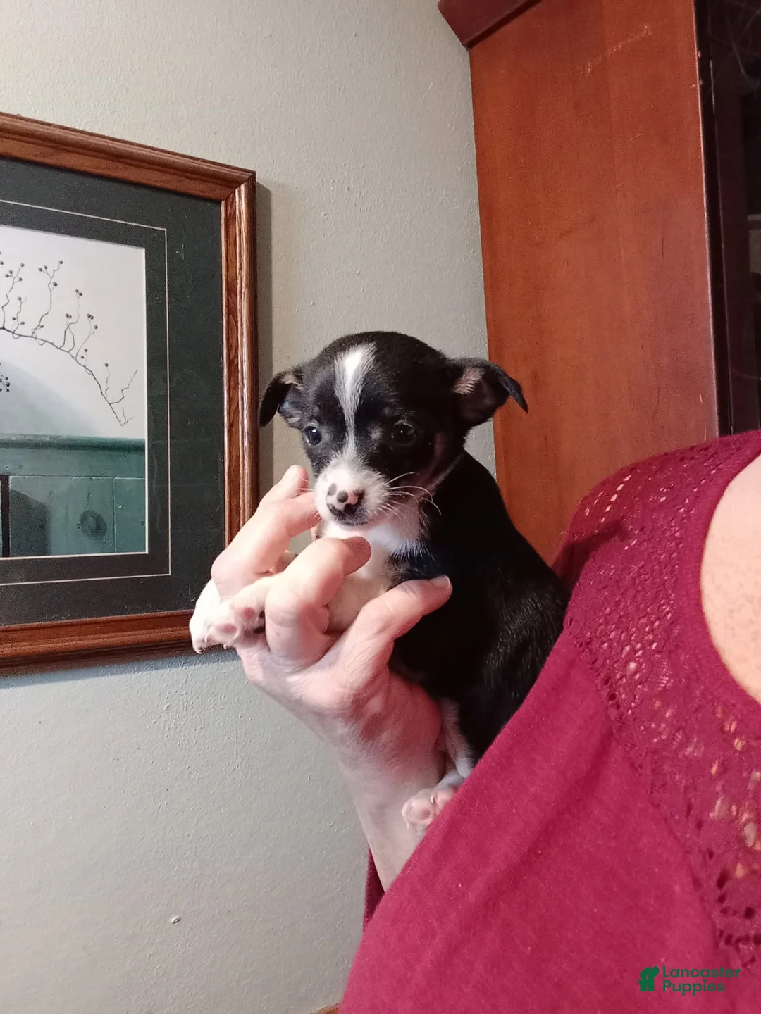Chihuahua dogs for sale: Tiny Sammy-REGISTERED  - Ad 2