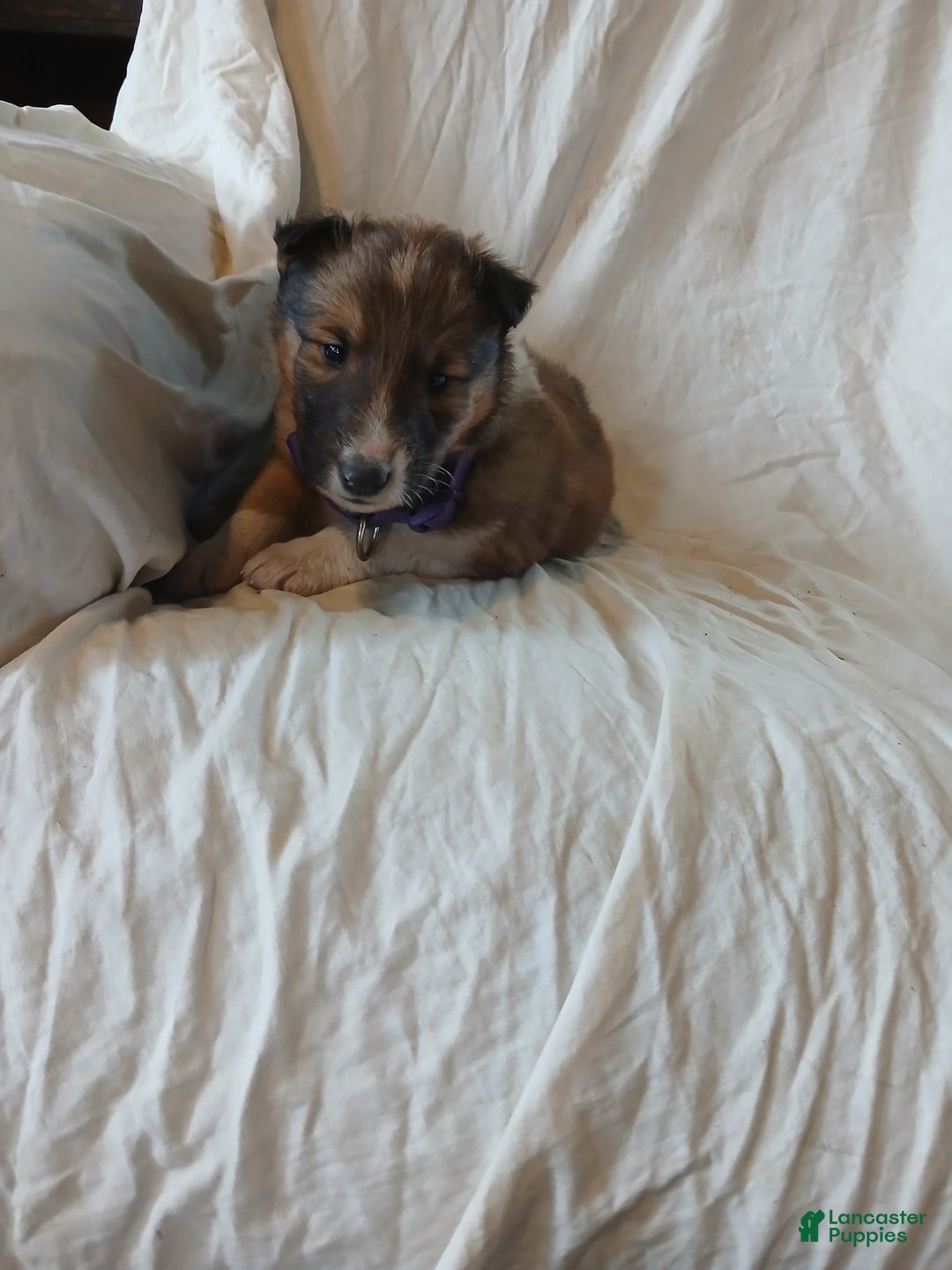 Collie dogs for sale: Rocky - Ad 3