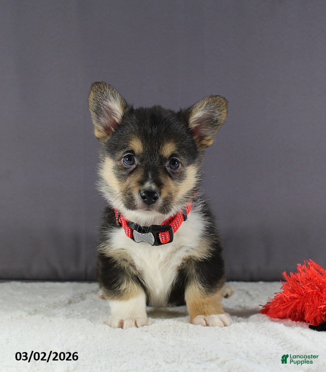 Welsh Corgi Pembroke dogs Hallie - Ad 1