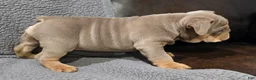 English Bulldog dogs for sale: Dick - Ad 7