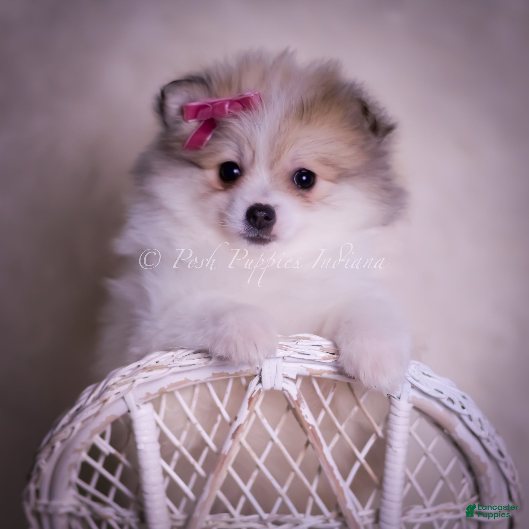 Pomeranian dogs Stacie - Ad 19