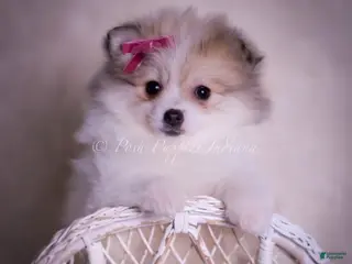 Pomeranian dogs Stacie - Ad 19