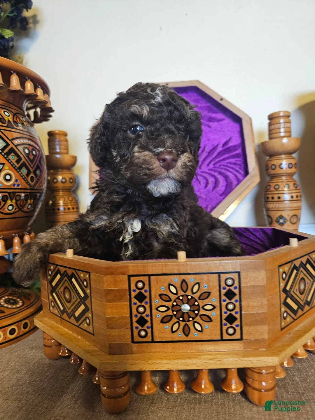 Mini Goldendoodle dogs for sale: Ash - Ad 1
