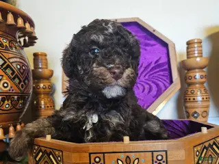 Mini Goldendoodle dogs Ash - Ad 6