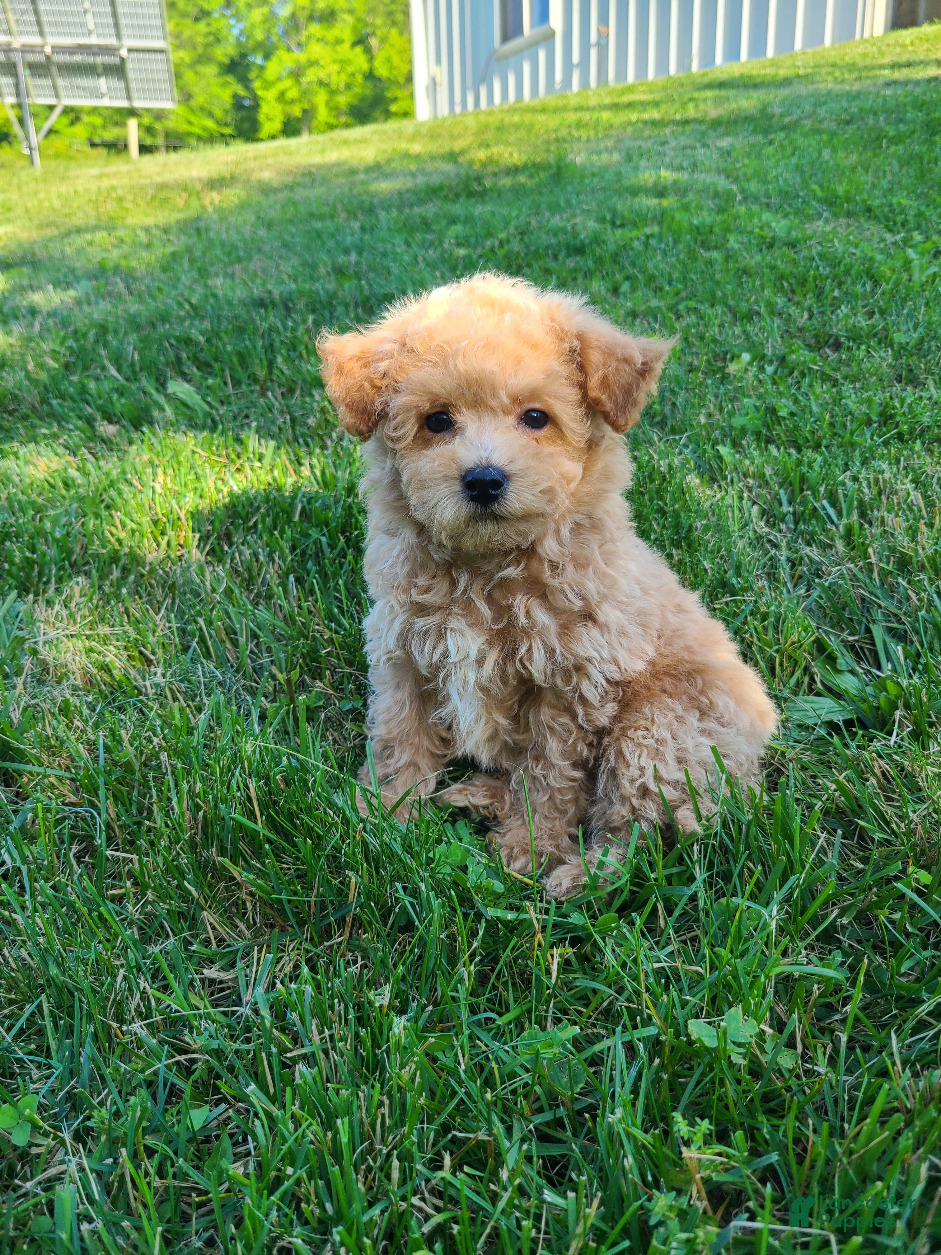 Bichpoo dogs Pebbles - Ad 2