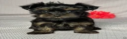 Yorkiepoo dogs for sale: Alice - Ad 1