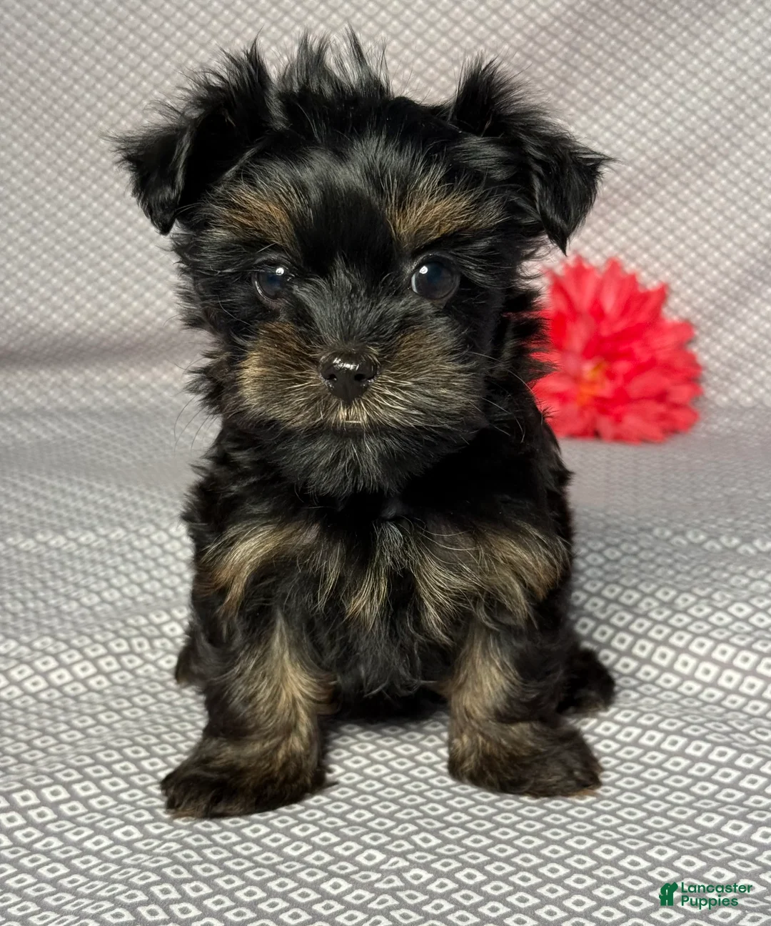 Yorkiepoo dogs for sale: Alice - Ad 1