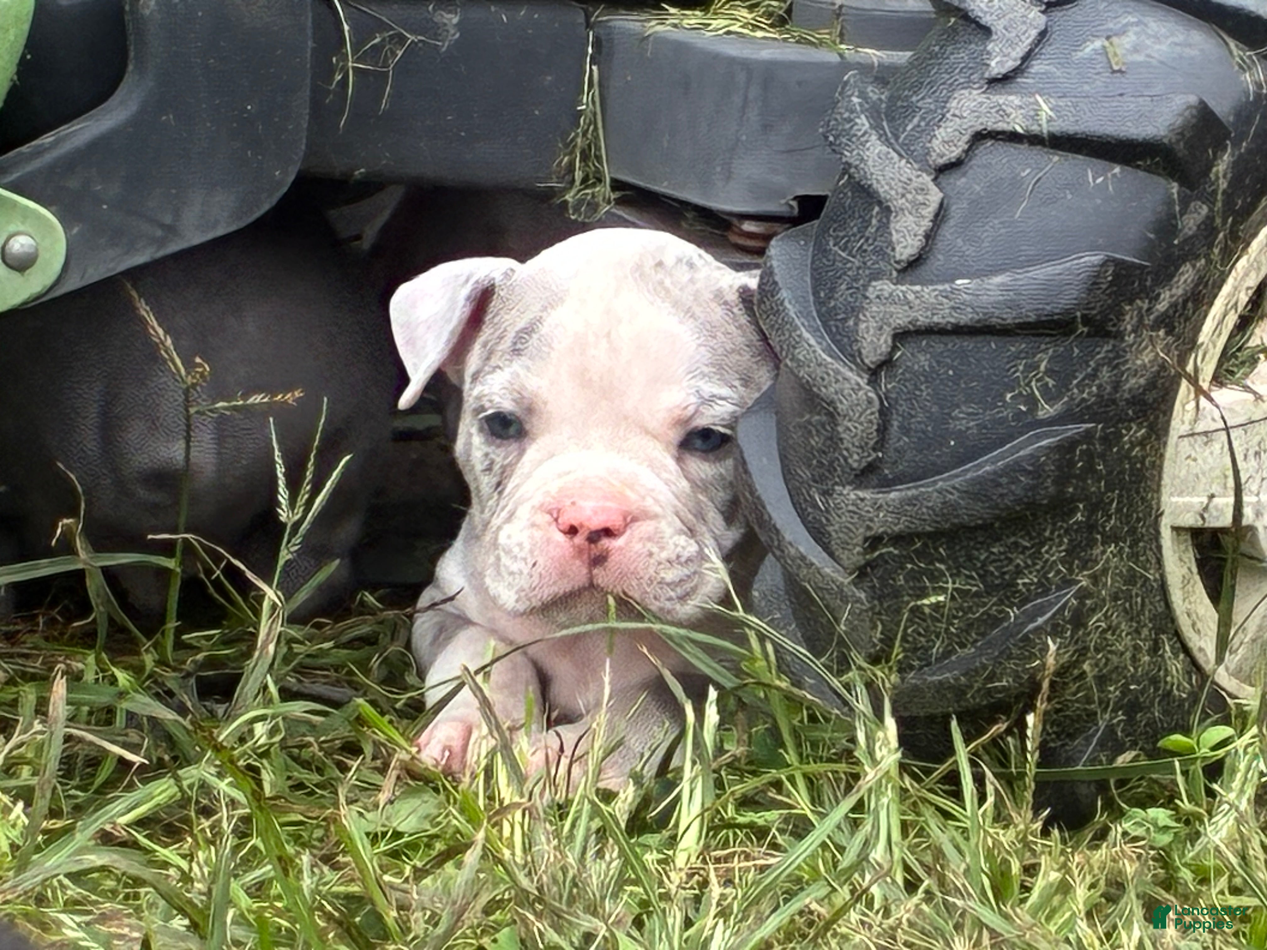 Olde English Bulldogge dogs Olde English Bulldogge 5 - Ad 1