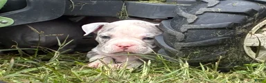 Olde English Bulldogge 5