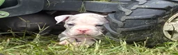 Olde English Bulldogge dogs for sale: Olde English Bulldogge 5 - Ad 1