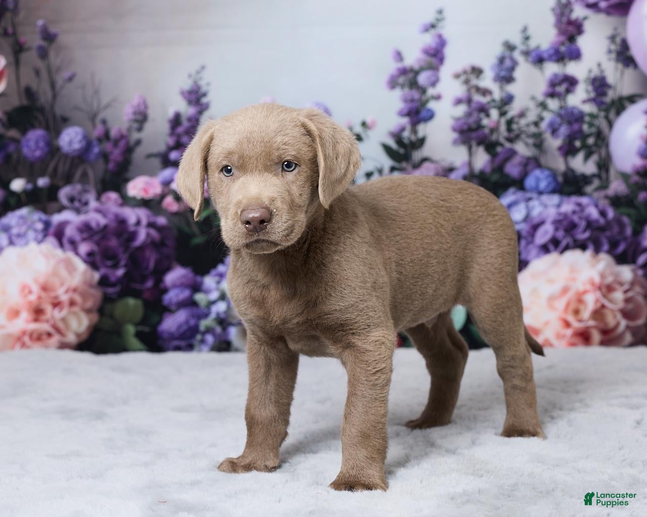 Labrador Retriever dogs Blake - Ad 2