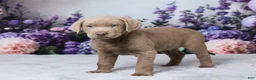 Labrador Retriever dogs for sale: Blake - Ad 2